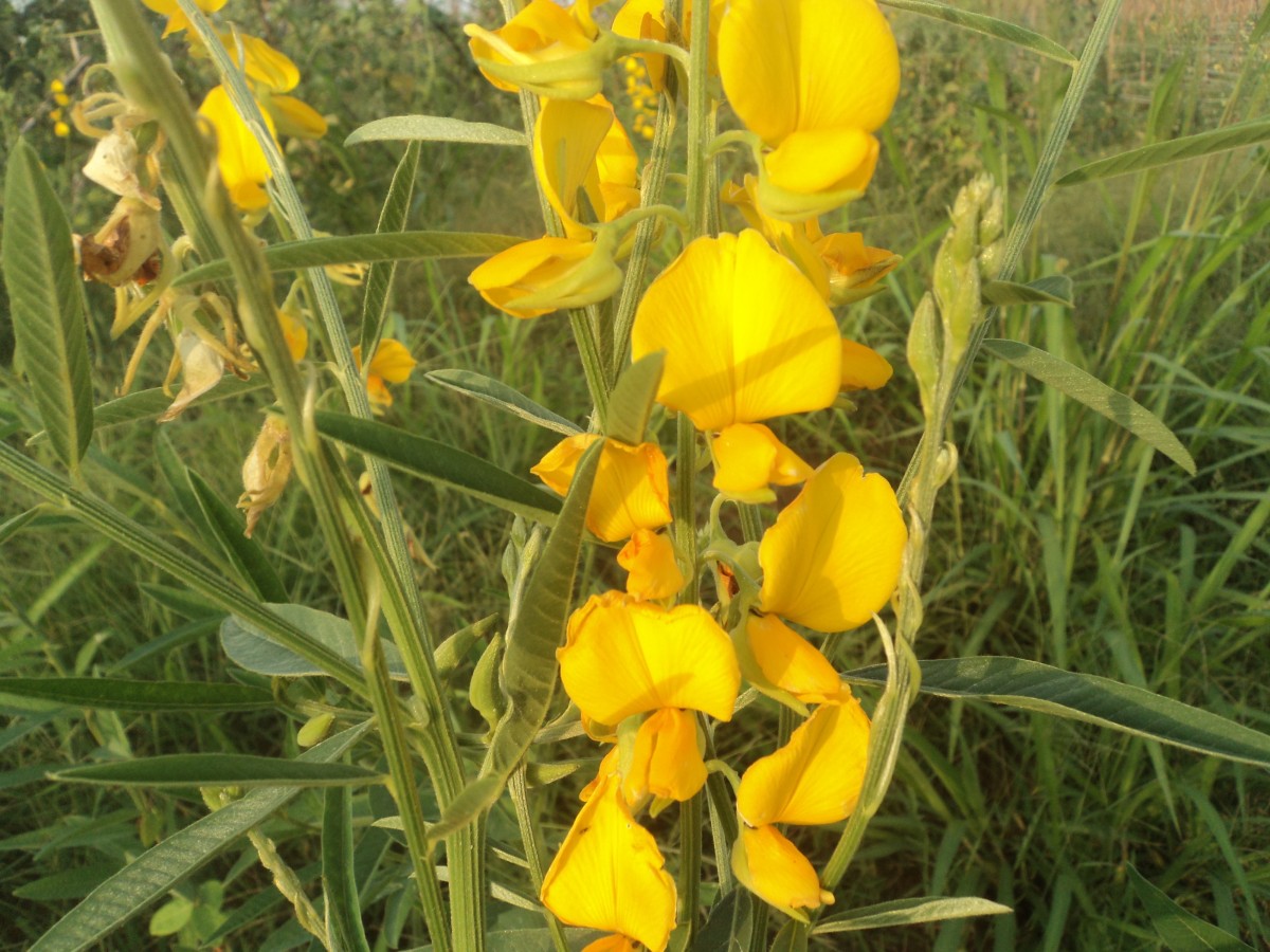 Crotalaria juncea L.